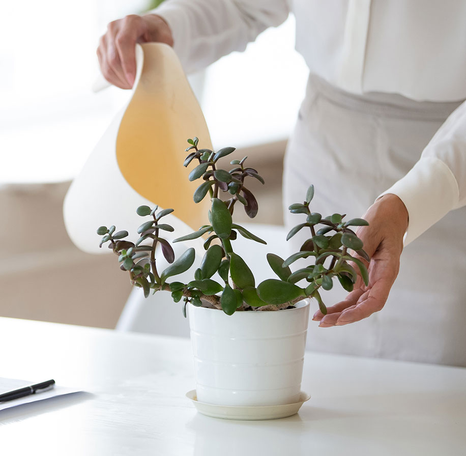 Photograph of someone watering a plant