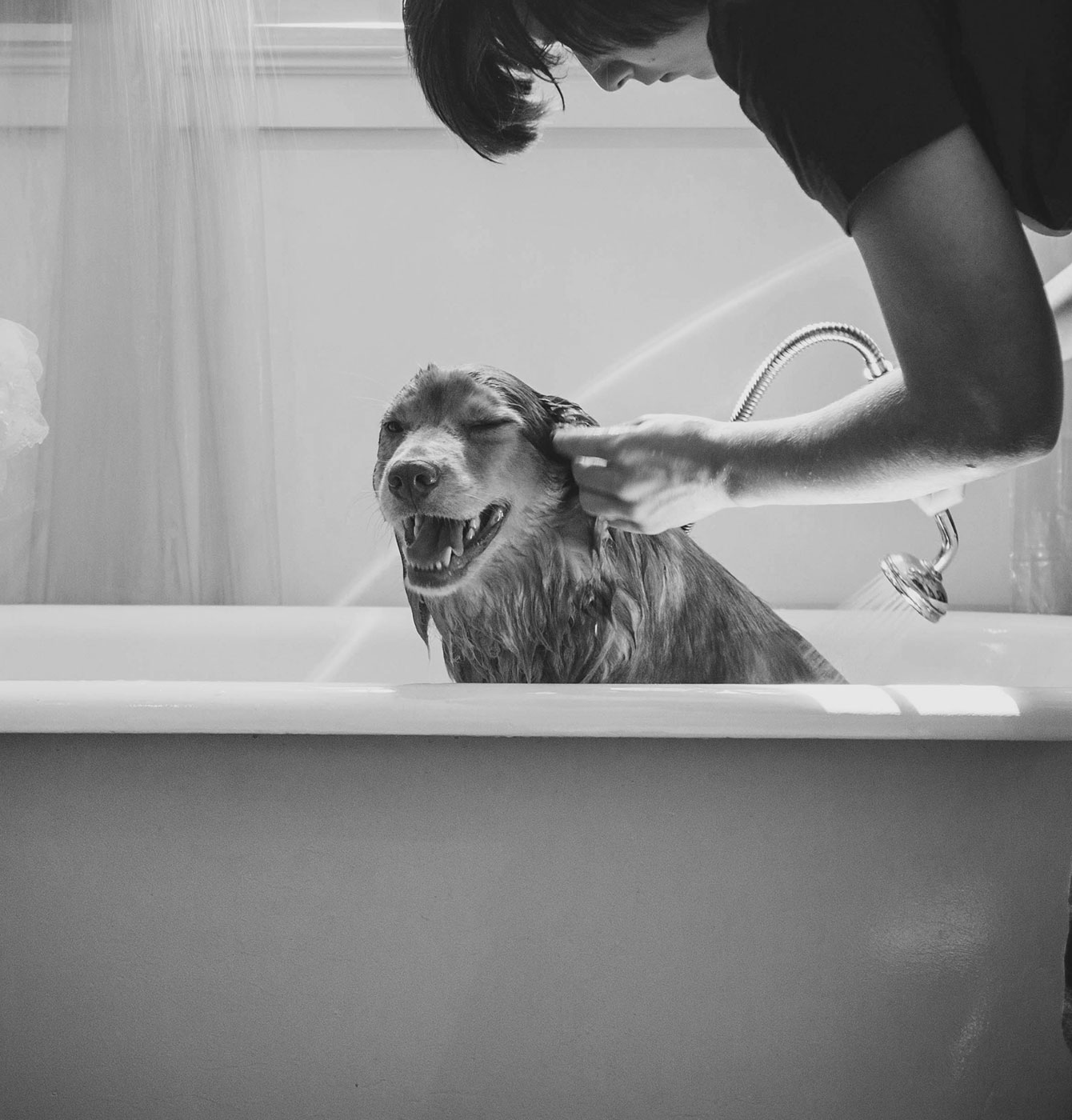Photograph of someone bathing their dog in the bathtub